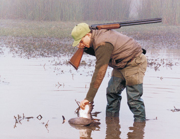 This hunter used the high stand of Cumbungi in the background as a hide and was successful in taking this black duck