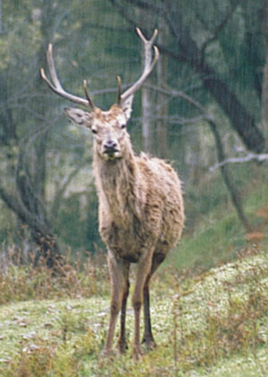 Aussie deer