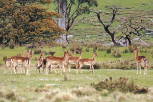Fallow Deer Doe