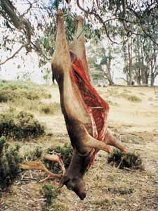 cooking venison