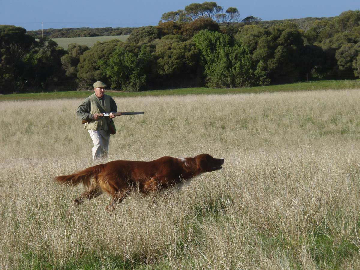 Successful quail hunting Sporting Shooters' Association of Australia