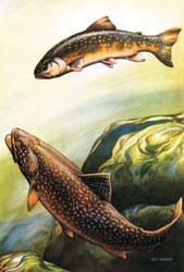 Feasting on fresh fish