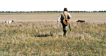 The hunter approaches his Irish setter while the pointer shows excellent backing manners, honouring its bracemate&rsquo;s point. Brilliant work, but in order to achieve it the trainer put in may hours of basic training.