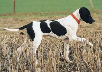Young pointer put on tentative point - This pup shows great potential and possibly he will fulfil the promise he shows.