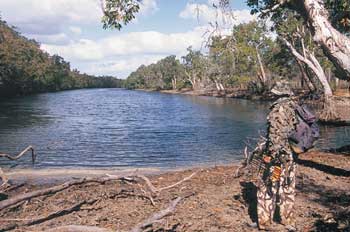 Swamp tips