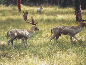 Aussie deer