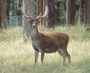 Aussie deer