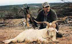 Billies, boars and bows