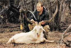 Billies, boars and bows