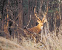 Chasin&rsquo; chital