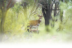 Chasin&rsquo; chital