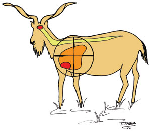 The shaded area of this goat silhouette shows the main vitals area