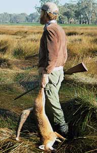 This hunter took this big fox during a drive in long grass near a swamp