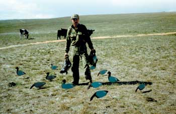 Where woodies are common, silhouette decoys representing grazing wood duck can be very effective set near dams on opening morning