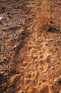 A few fresh tracks on a pad leading up into a scrubby gully