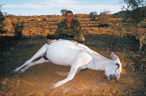 This big white donkey was taken with a Core lokt at about 80m