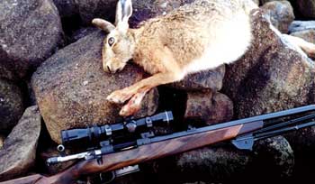 European brown hare