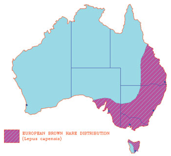 European brown hare distribution in Australia