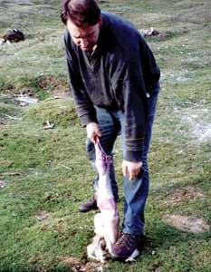 Hares are similar in body shape to rabbits, but are considerably larger