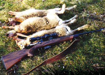 Hunting hares is a challenging proposition