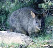 Ferals, conservation and the shooter