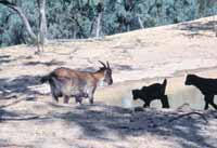 What goats to Shoot