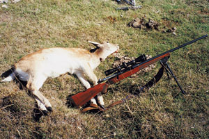 A maiden doe taken cleanly with the author&rsquo;s Winchester Featherweight in .270 calibre