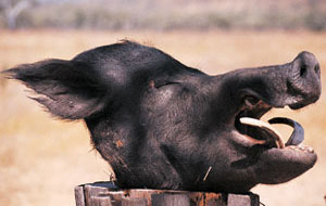 This Australian record-class boar was taken in the Northern Territory by a German Hunt Australia client