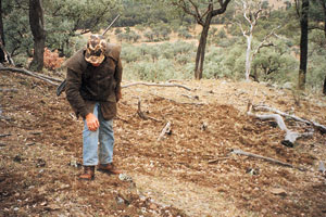 Author examines a large area of very fresh rooting on the top of a ridge caused by two boars
