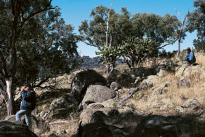 Unlikely pig country - this rocky terrain north of Emmaville in northern NSW will usually produce pigs but only in small numbers, as hogs have to work hard for a feed