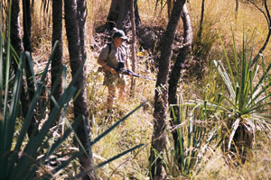 Hunting pigs in thicker bush like this requires a fair bit of luck