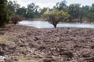 North Queensland breeds some big pigs and this entire area beside this waterhole has been comprehensively rooted up and looks like a ploughed paddock