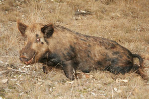 The brown boar was caught up with a few hours later on a six-day-old bait station (a goat carcass)