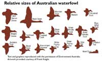 Relative sizes of Australian waterfowl