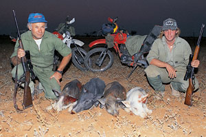 Pigs of the open plains