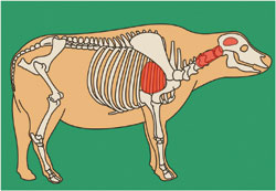 Shot placement buffalo and cattle