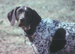 Gretchen was a natural pointer with a nose like radar.