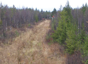 A typical clear cut through the forest, viewed from a three-metre tower.