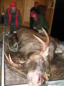 A Finnish moose is a large animal, none of this animal was wasted.