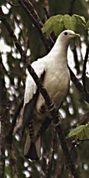 The Torres Strait pigeon